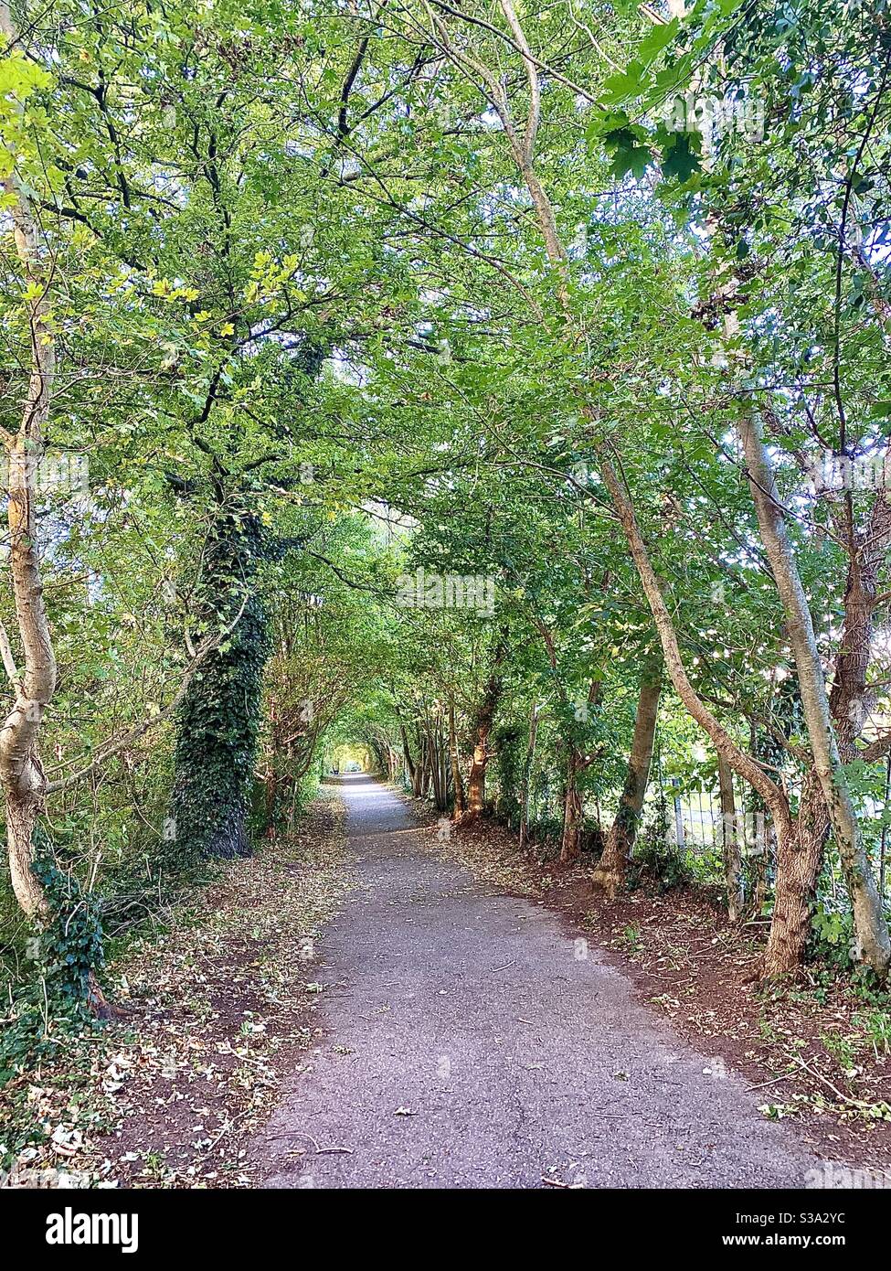 Piste cylinée bordée d'arbres près de Cossington, dans la campagne du Somerset, au Royaume-Uni. Banque D'Images