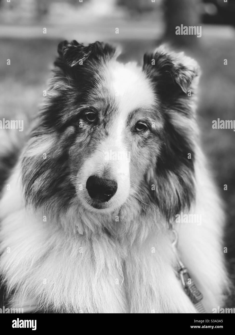 Portrait de notre chien de famille Sammy Banque D'Images