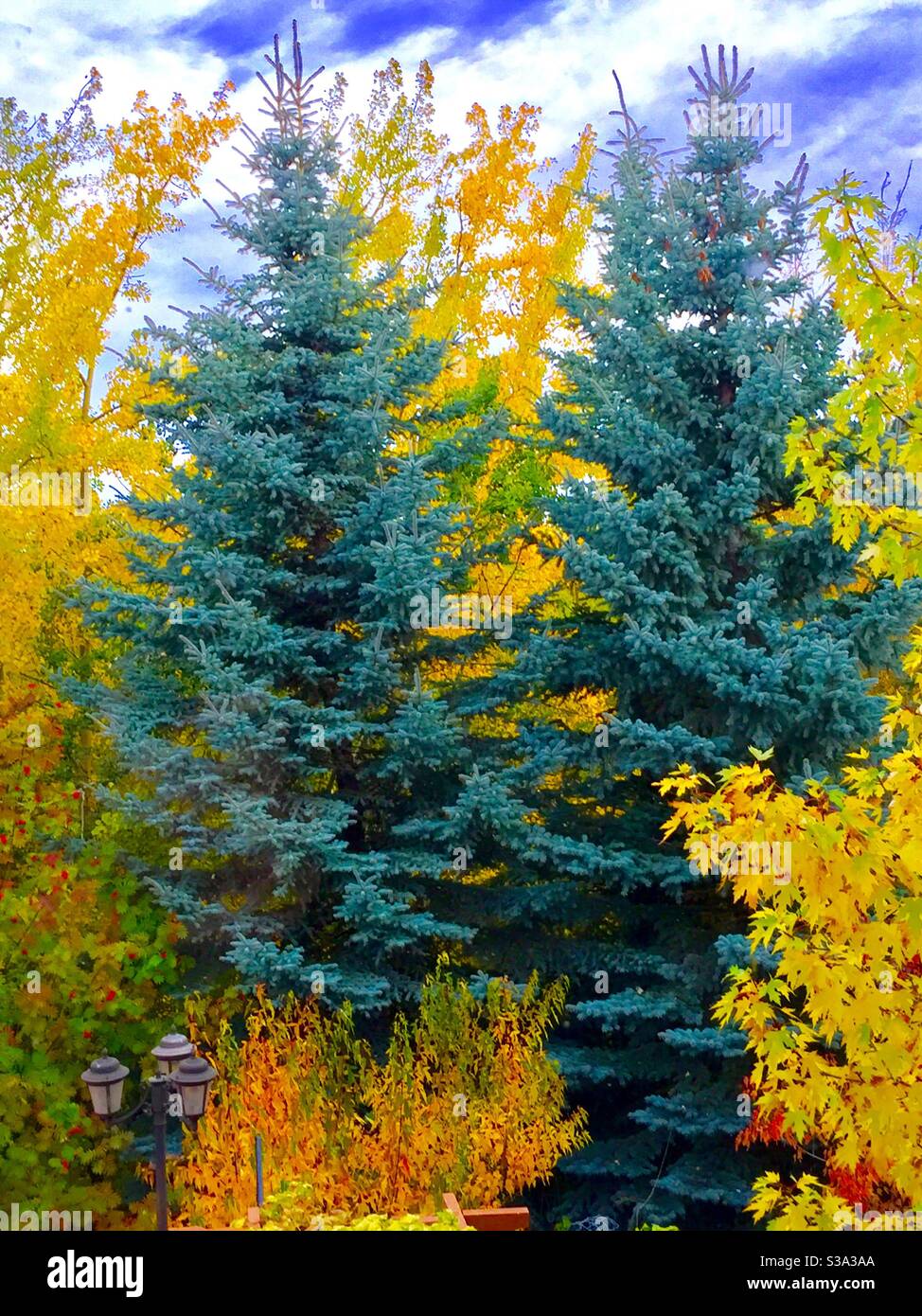 Alberta relié, photographie de cour arrière , couleurs d'automne, automne, changement, Banque D'Images Alberta relié, photographie de cour arrière , couleurs d'automne, automne, changement, Banque D'Images