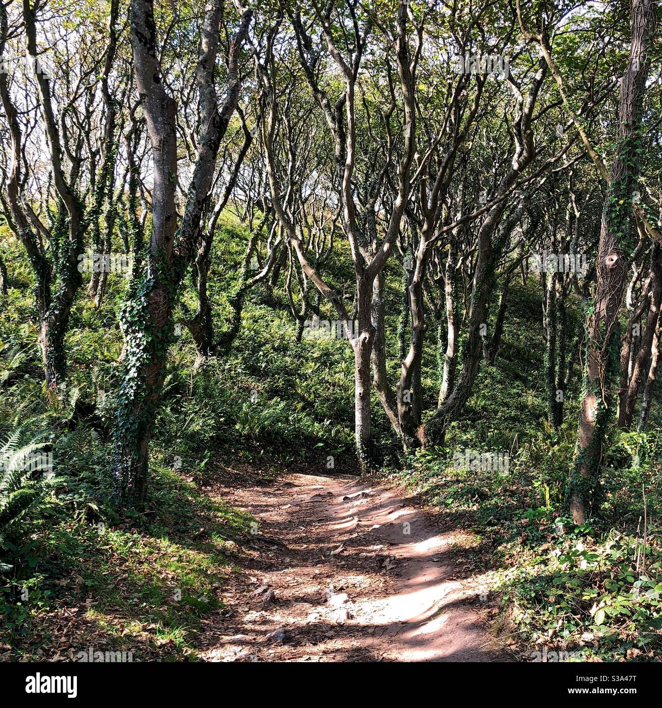 Chemin à travers les arbres. Banque D'Images