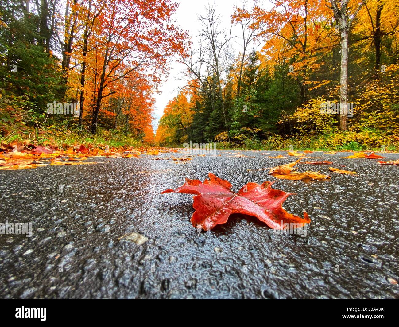 Feuille d'érable rouge humide sur la chaussée entourée d'arbres de couleur automnale en arrière-plan en Ontario, au Canada, après les précipitations. Banque D'Images