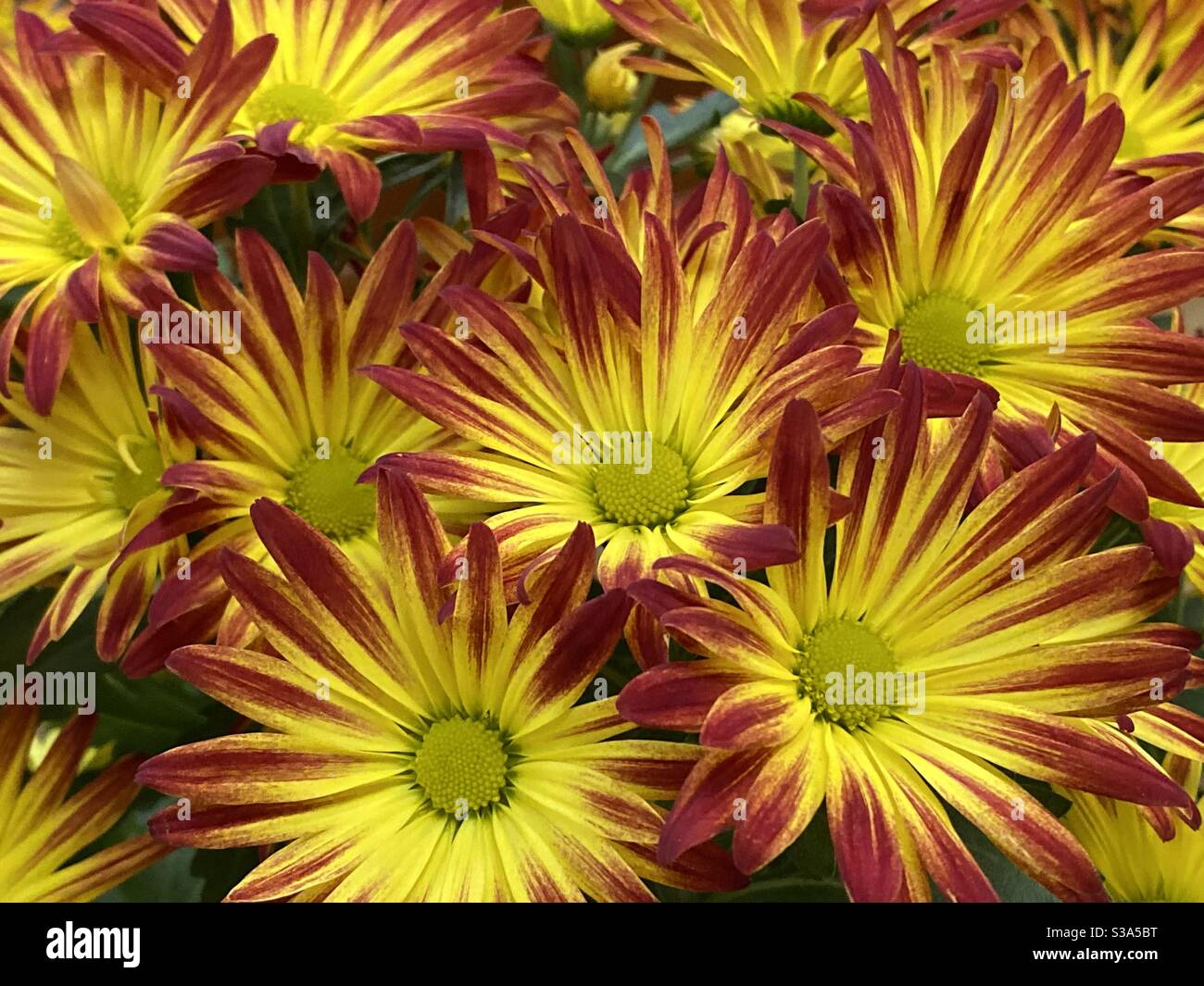 Fond complet de fleurs de Marguerite jaunes et rouges Banque D'Images