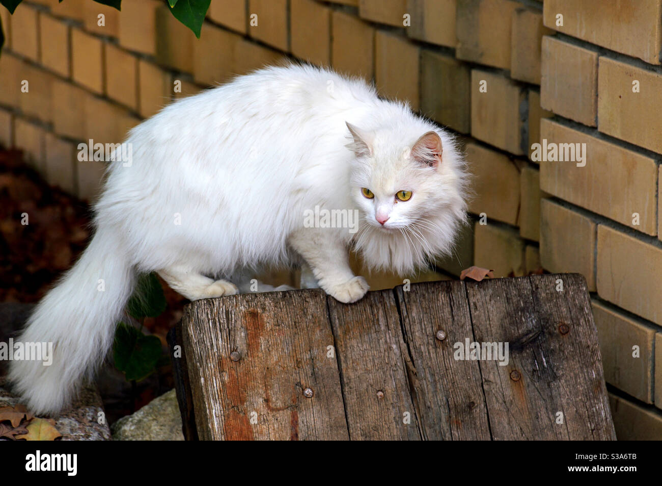 Chat blanc moelleux sur une clôture en bois Banque D'Images