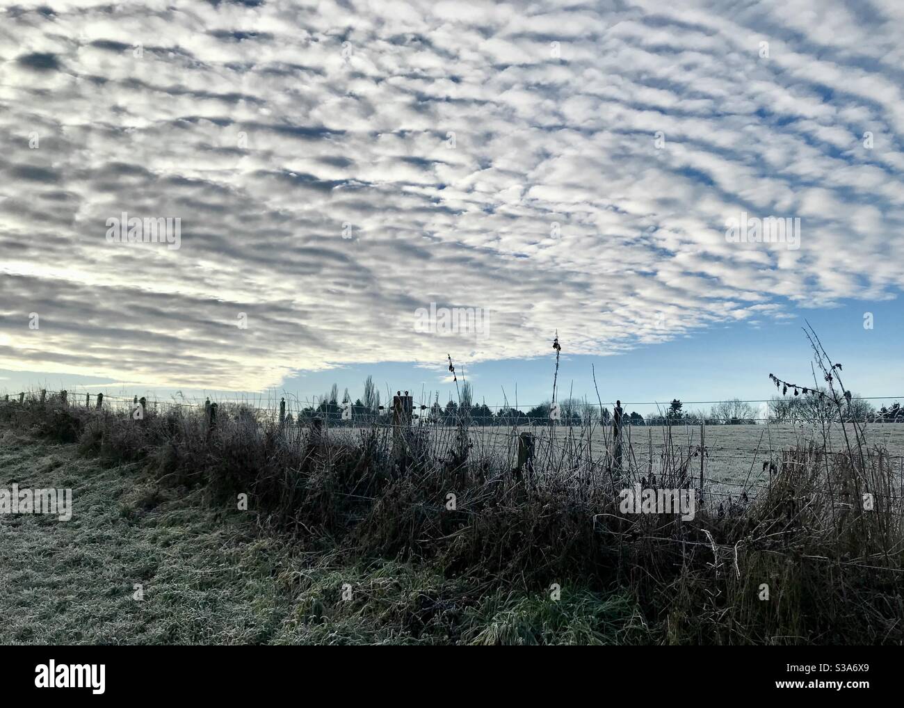 Paysage avec coson comme des nuages Banque D'Images