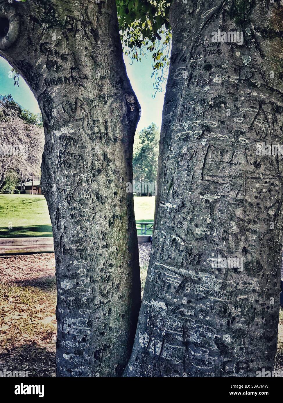 Graffiti Tree au parc en Caroline du Nord, en été Banque D'Images
