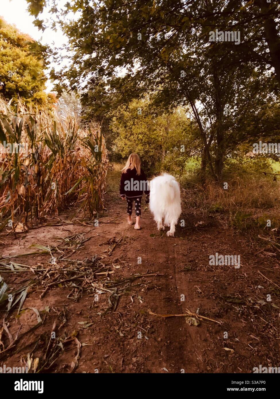 Une fille et son grand chien blanc moelleux marchant dans les bois. - Image de stock capturée avec un smartphone Une fille et son grand chien blanc moelleux marchant dans les bois. - Image de stock capturée avec un smartphone