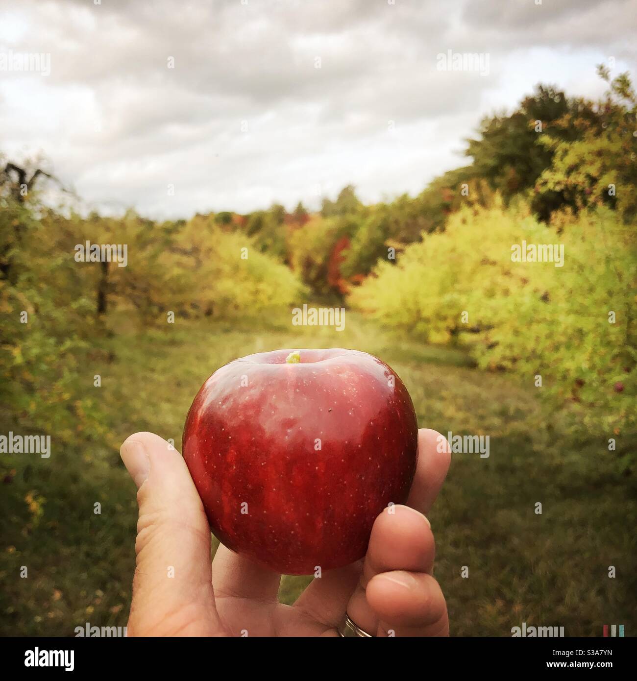 Une pomme à la main dans un verger en automne Banque D'Images