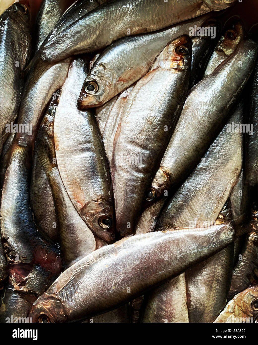 Sprats. Banque D'Images