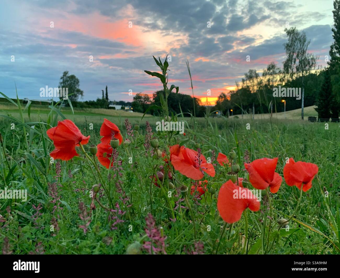 Fleurs de pavot rouge au coucher du soleil Banque D'Images