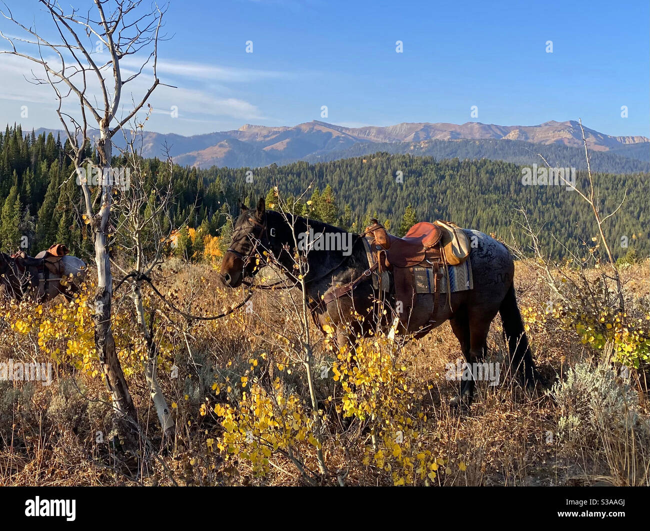 Paysage du Wyoming avec cheval à cheval attaché à l'arbre Banque D'Images