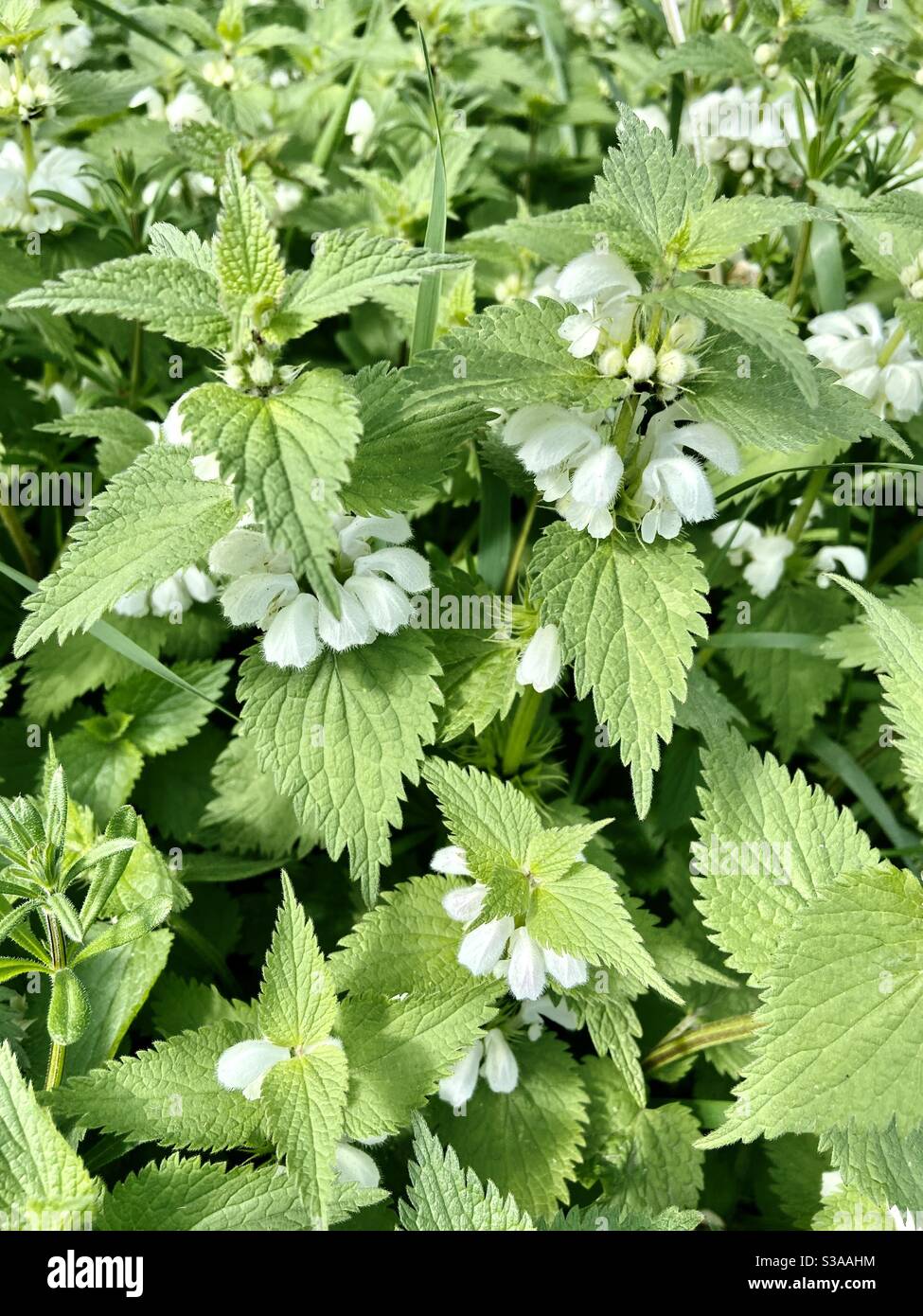 Album de Lamium, ortie blanche, ortie blanche Banque D'Images
