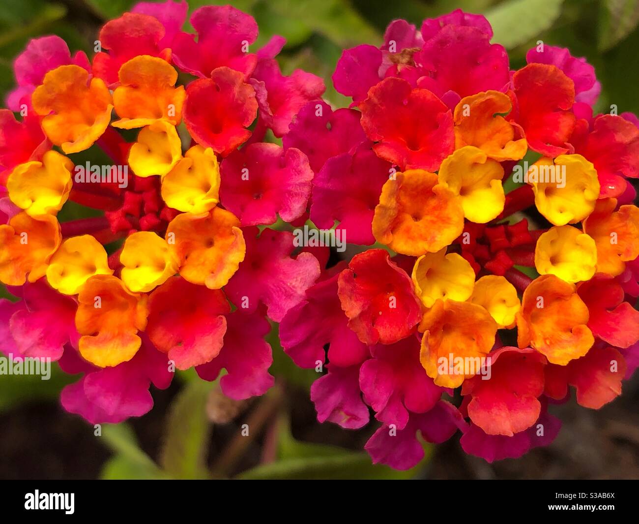 Gros plan de deux fleurs de Lantana camara Sunrise Banque D'Images