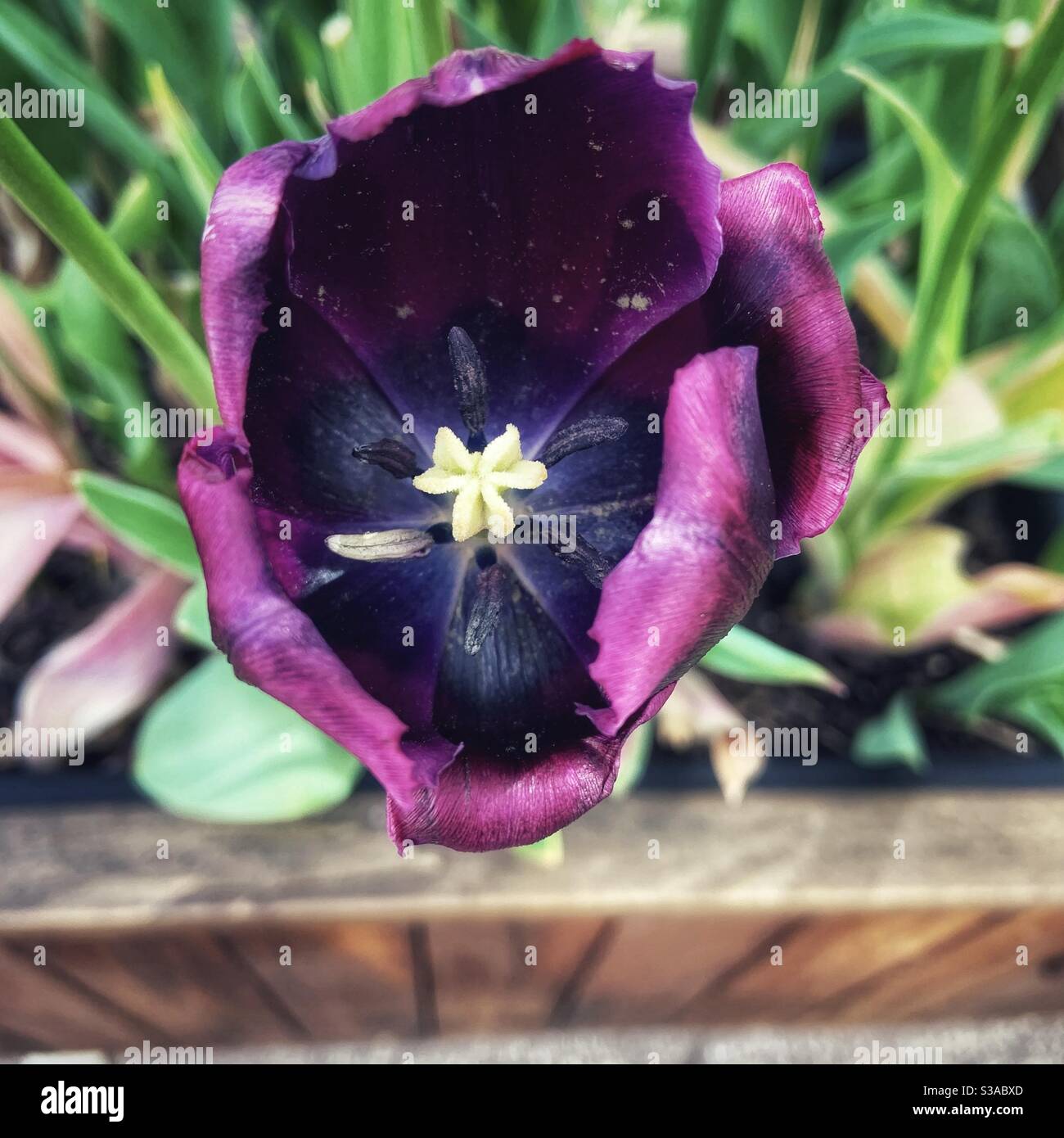 À l'intérieur de la tulipe noire - Image de stock capturée avec un smartphone