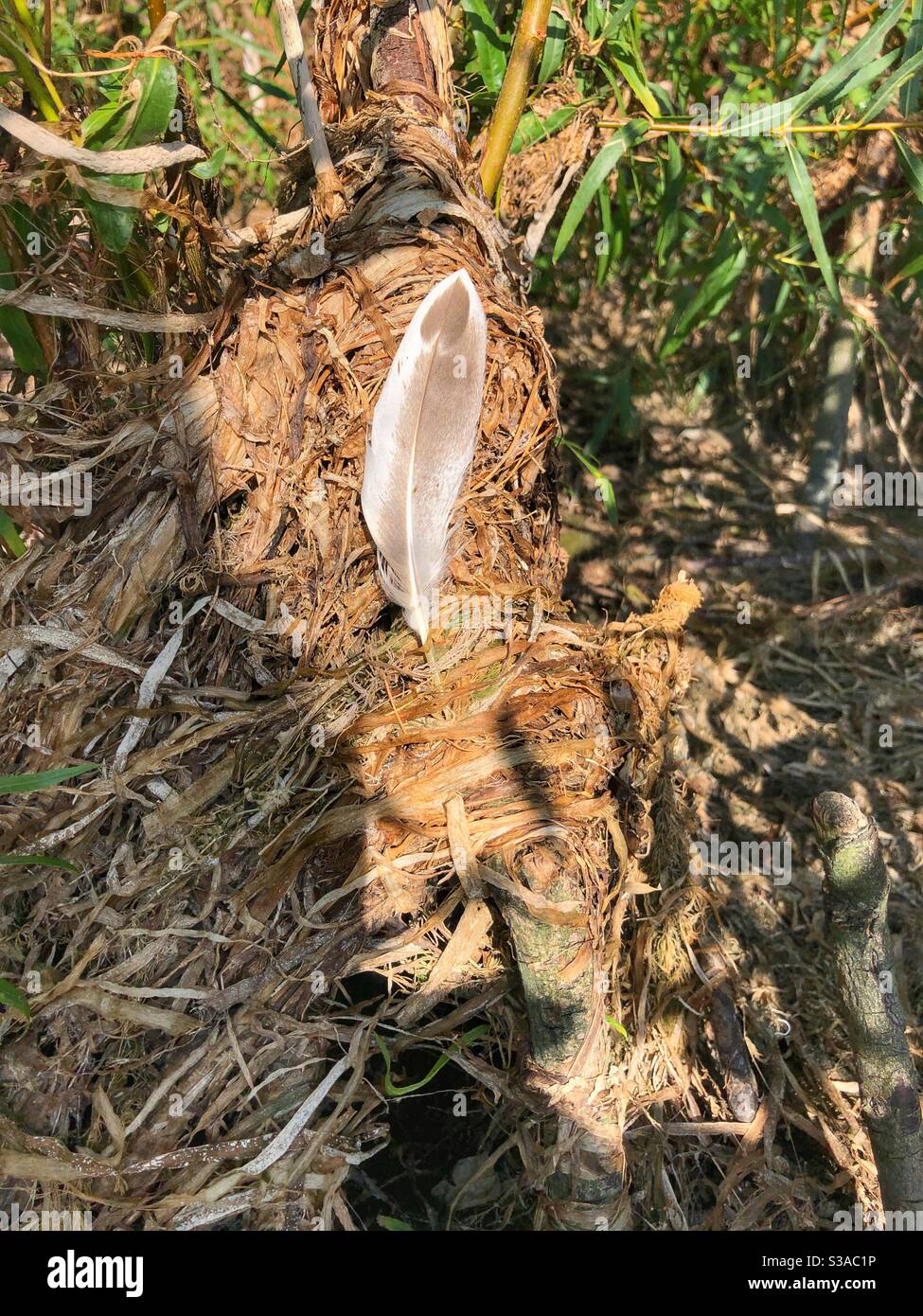 Une seule plume blanche et brune. - Image de stock capturée avec un smartphone