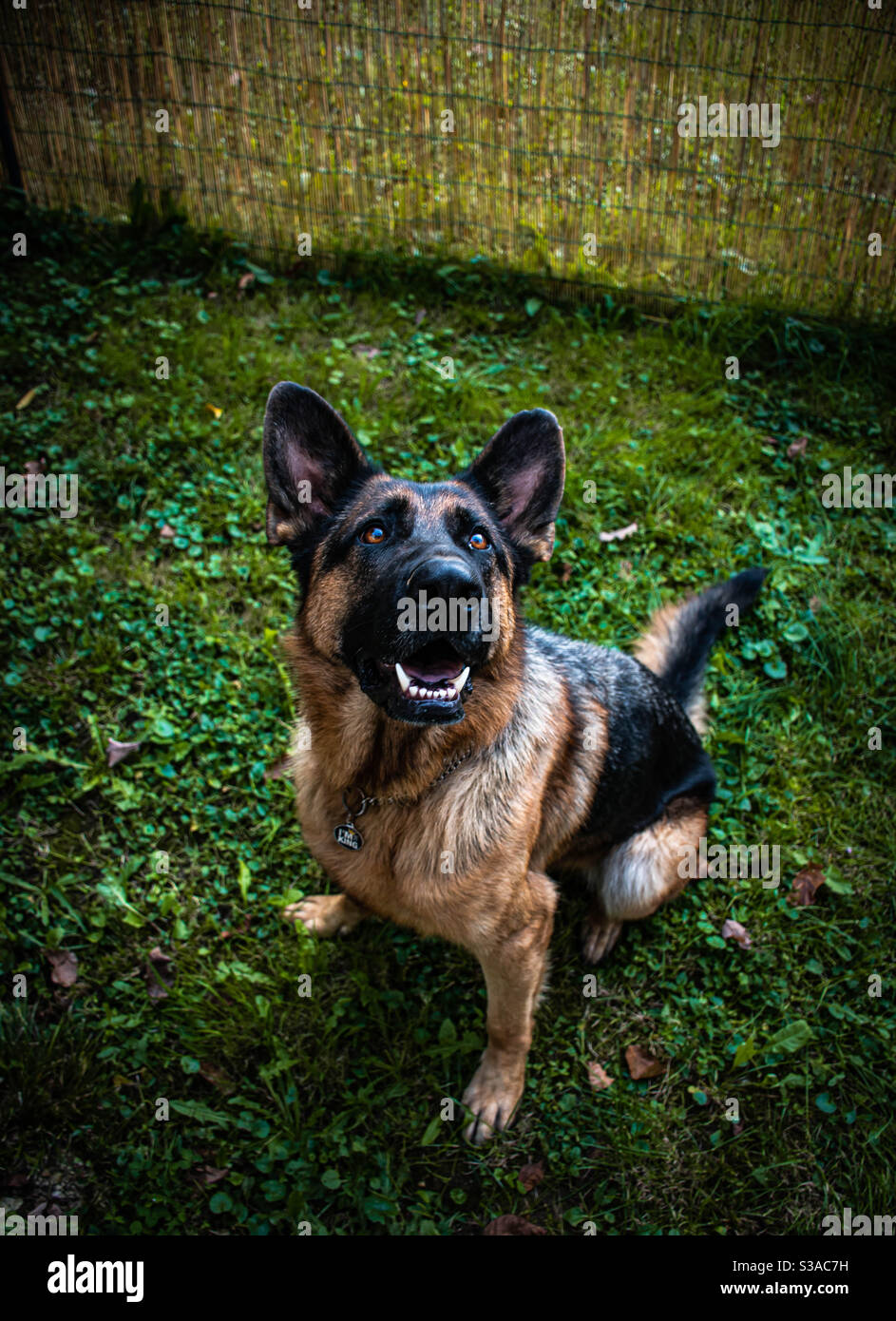 German Shepard dog Banque D'Images