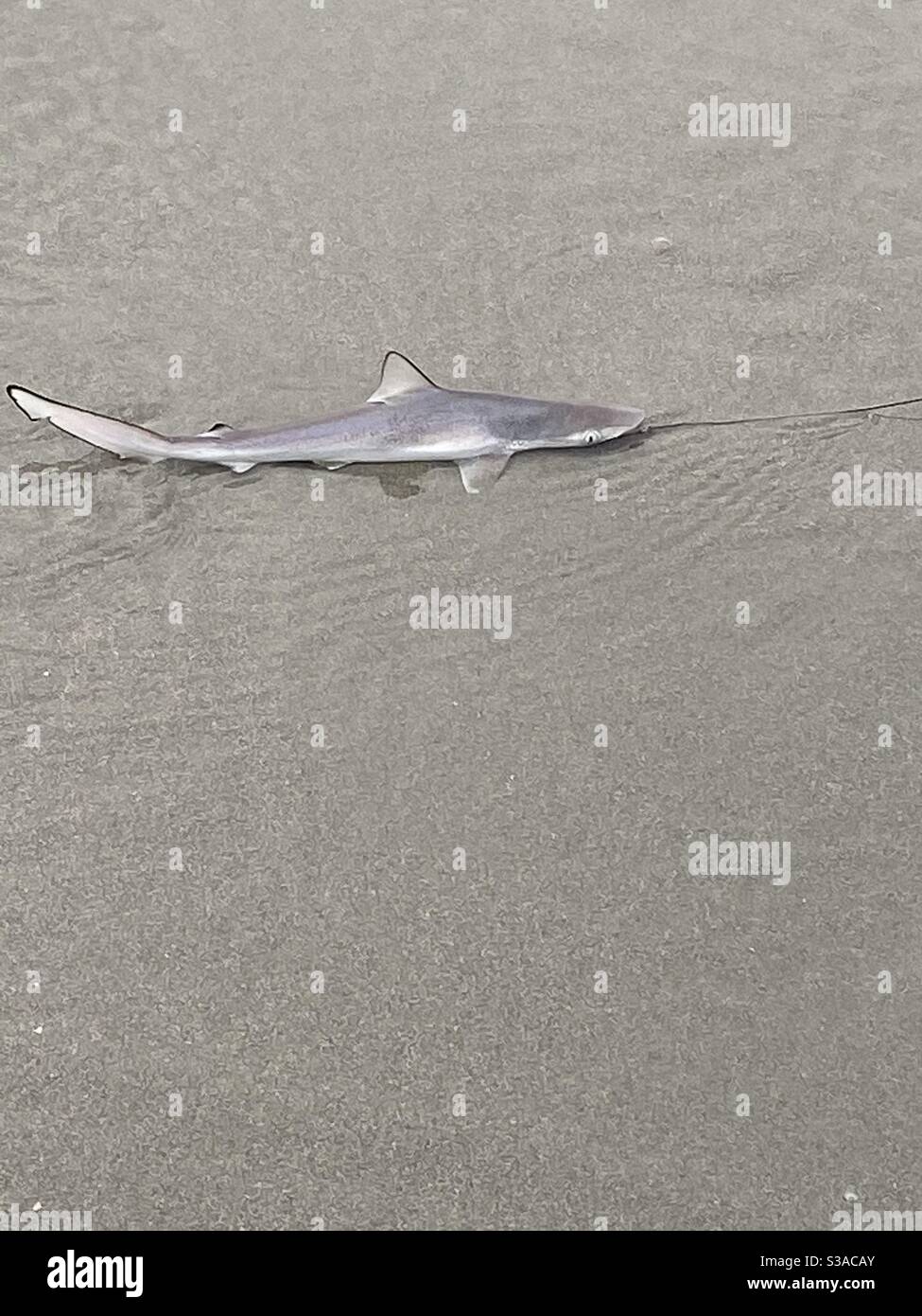 Requin A Pointe Noire Banque D Image Et Photos Alamy