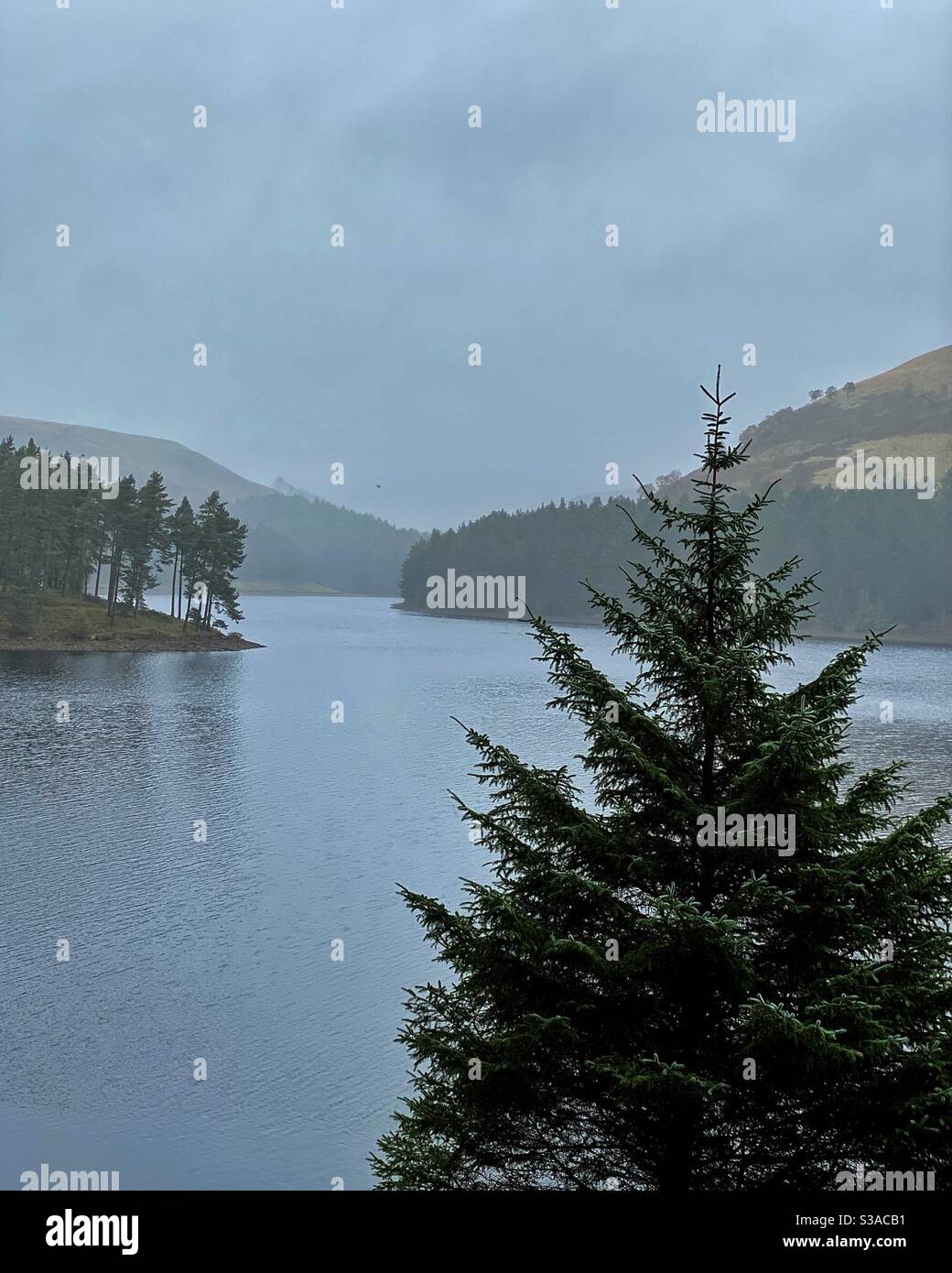 Tree by the lake Banque D'Images