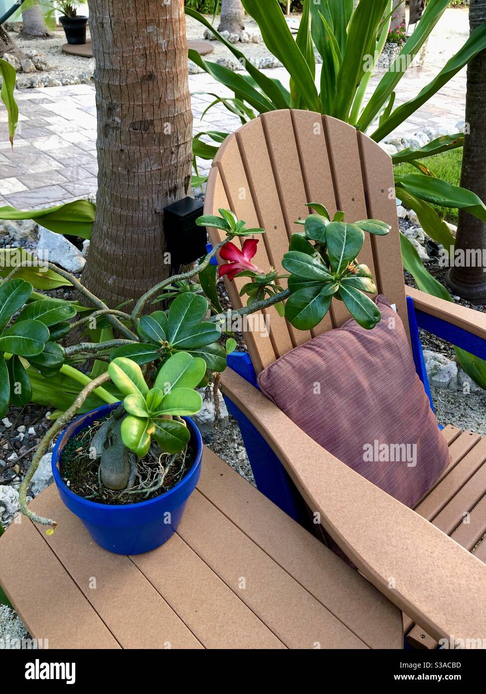 Desert rose dans un pot bleu à côté d'une chaise Adirondack par des plantes tropicales, Key Largo, Floride. Banque D'Images
