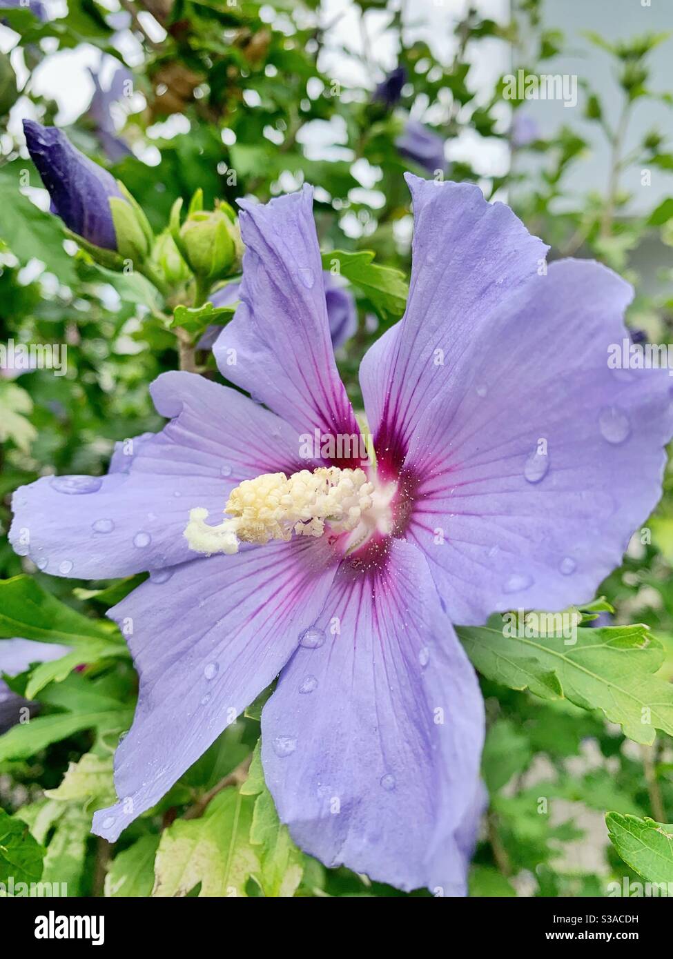 Fleur et bouton d'hibiscus violet Banque D'Images