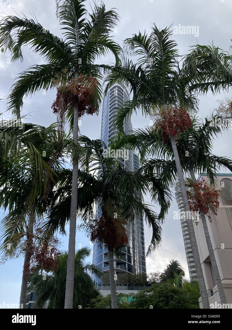 Palmiers de Floride Banque D'Images