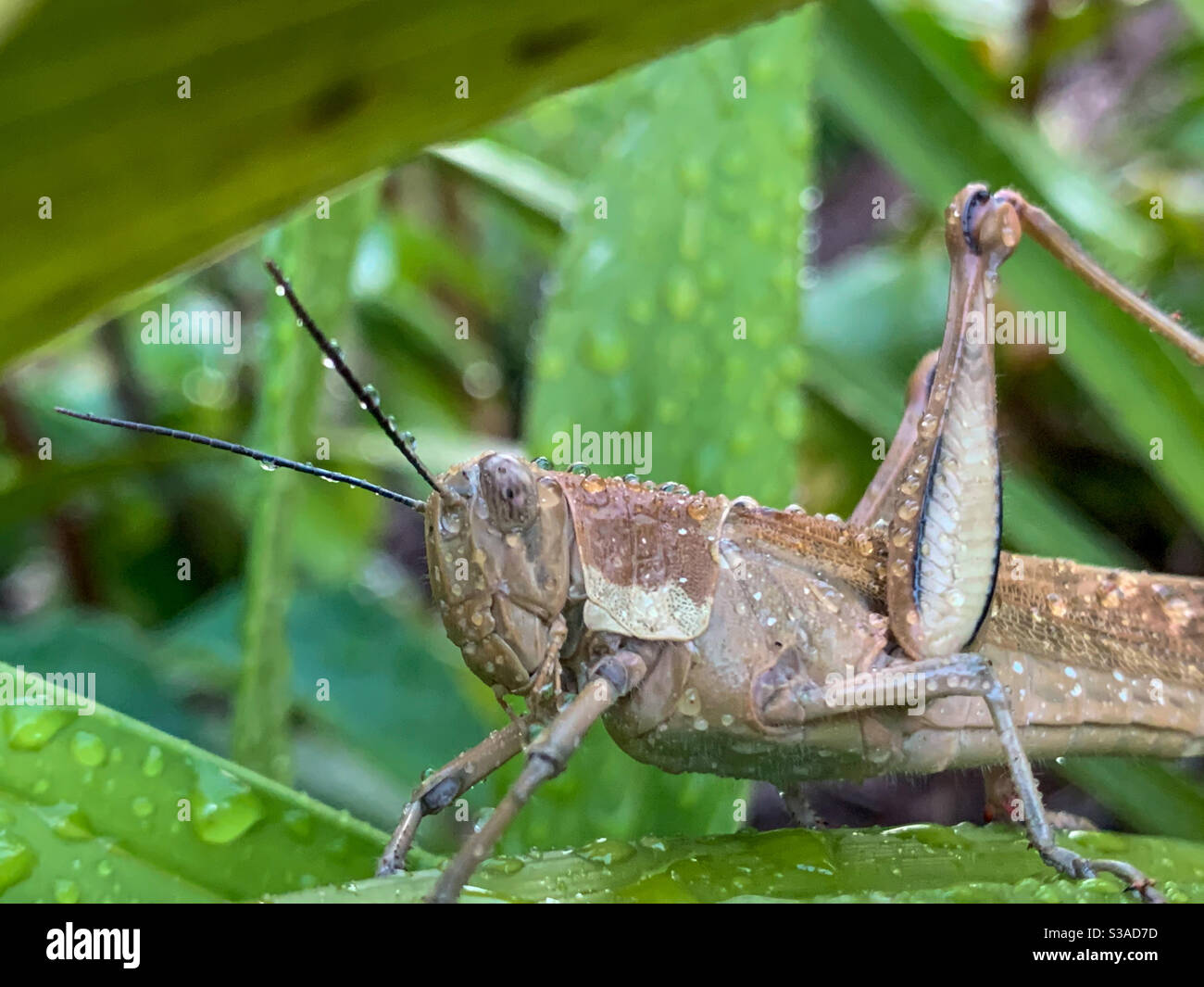Grand sauterelle brune humide sur une grande feuille recouverte de gouttes de pluie - Image de stock capturée avec un smartphone