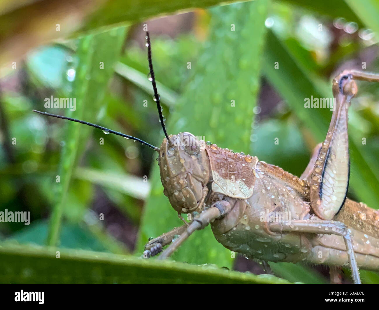Gros gros gros gros gros sauterelle brune humide, créature plutôt sinistre, gouttelettes d'eau sur l'antenne - Image de stock capturée avec un smartphone