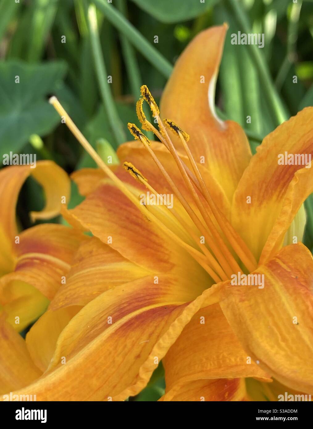 Étamine avec pollen jaune sur fleur de lys orange vif Banque D'Images