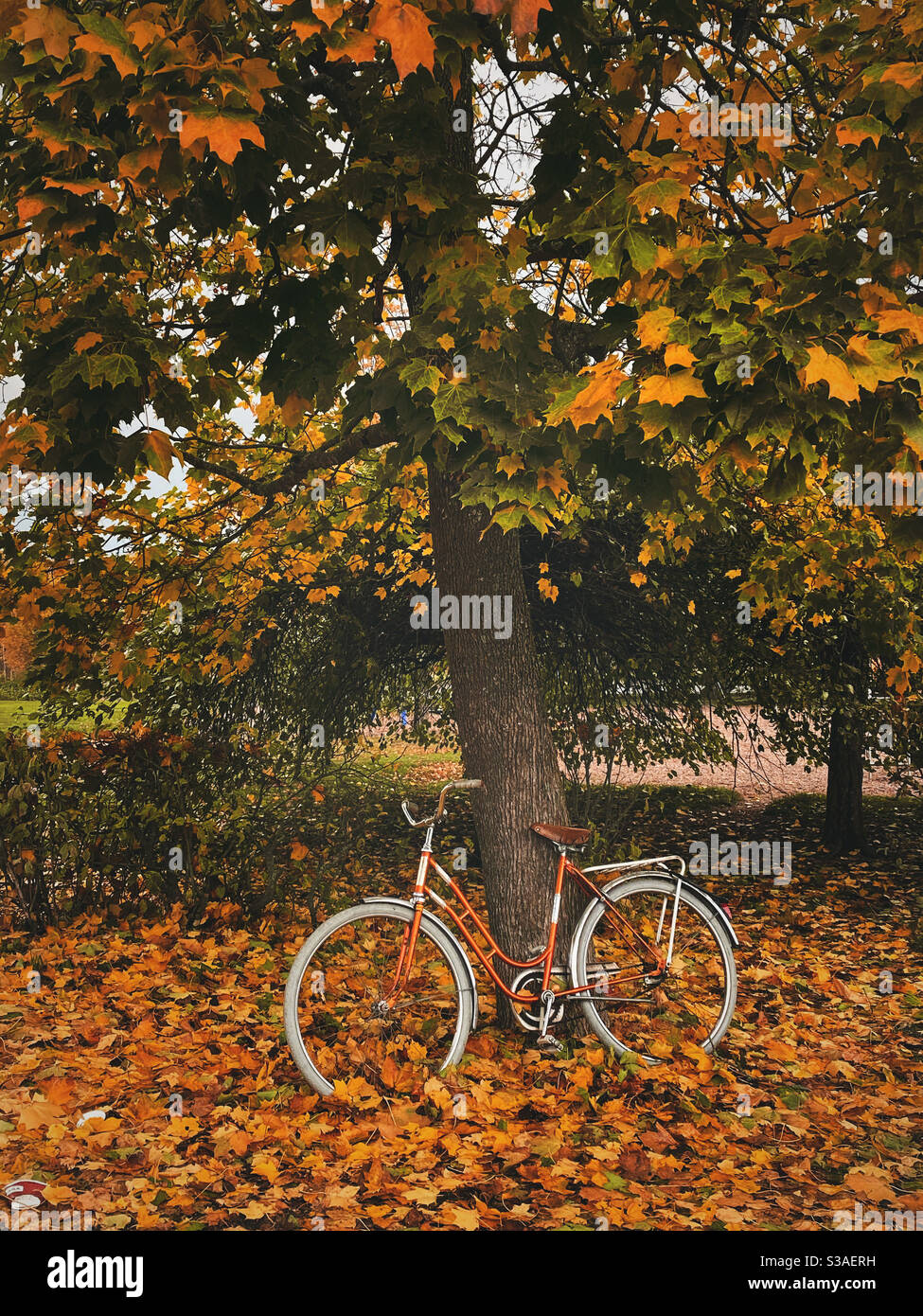 Vélo orange et arbre avec feuilles jaunes, nature avec couleurs d'automne Banque D'Images