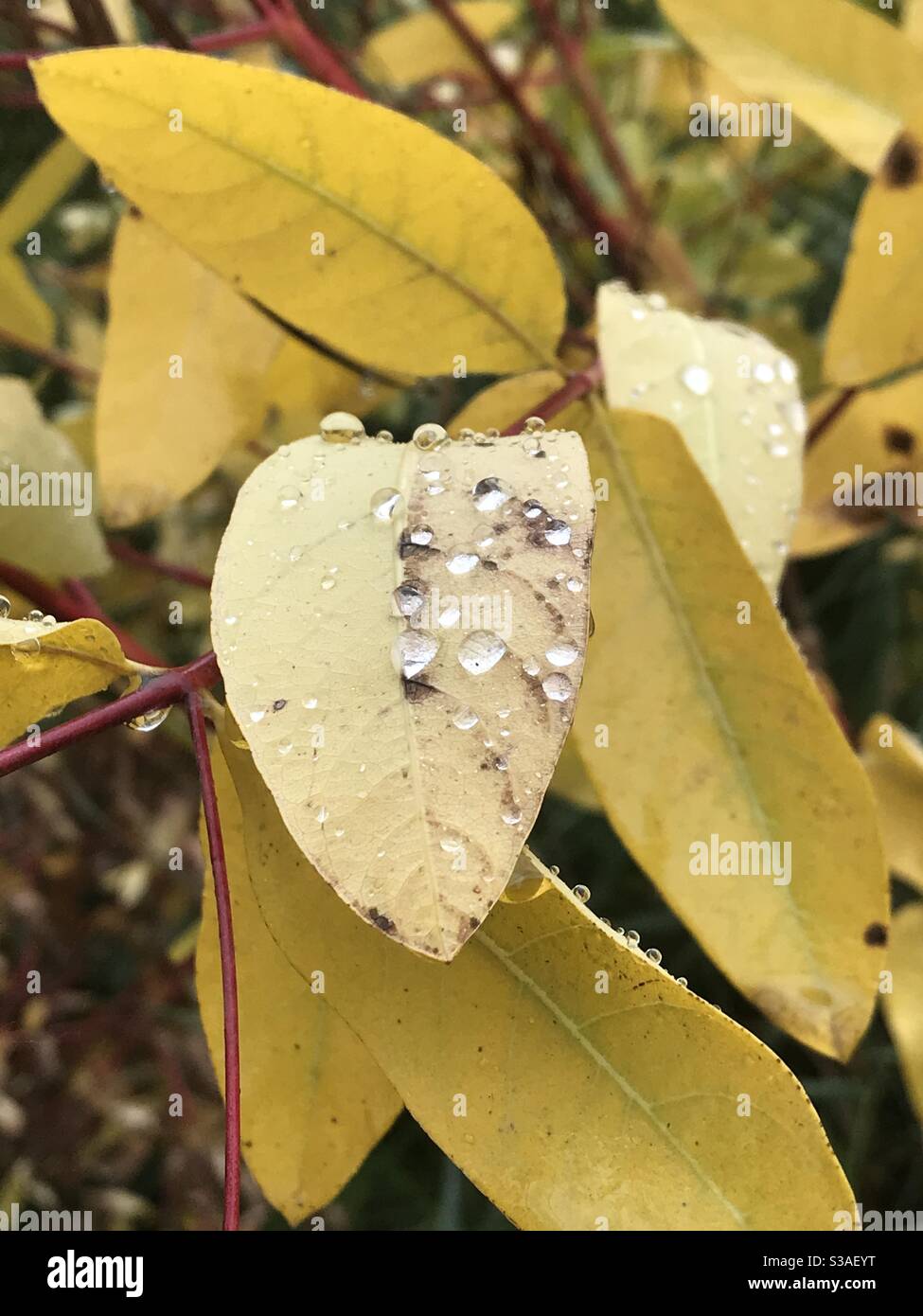 Gouttes de pluie sur les feuilles d'automne Banque D'Images