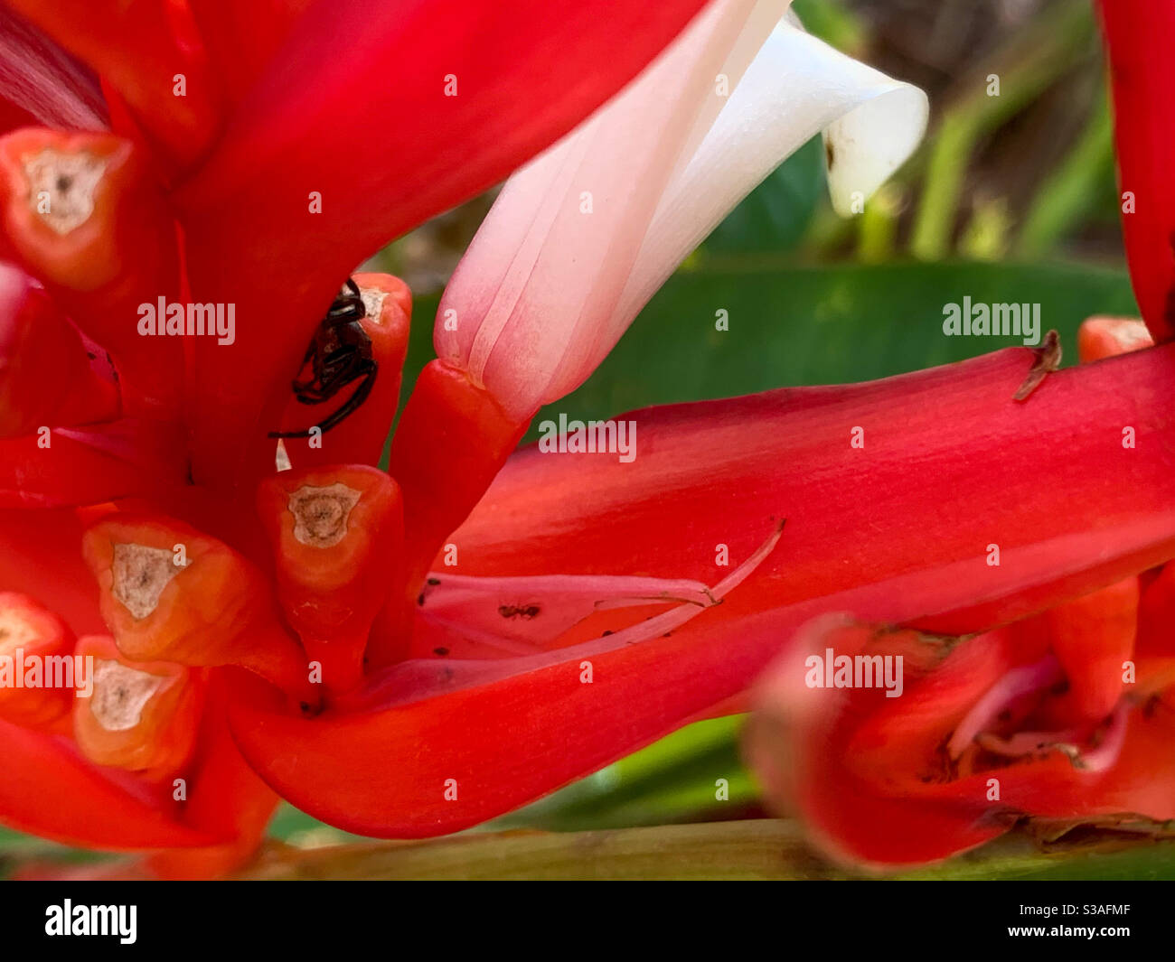 Petite araignée se cachant derrière un pétale de fleur rouge Banque D'Images