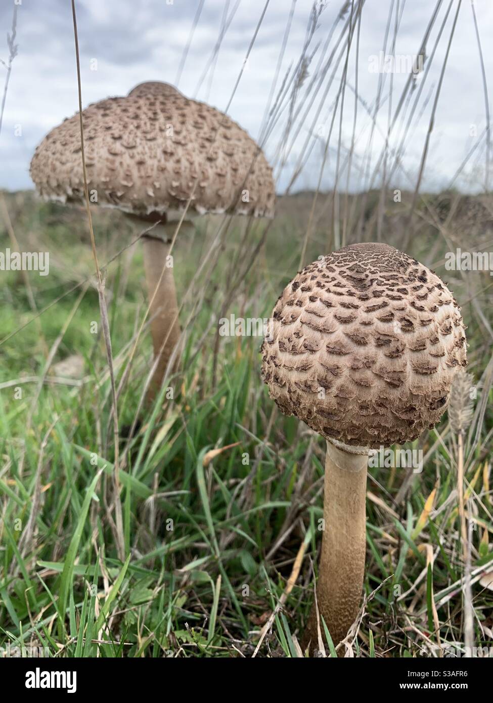 Deux champignons saule sur la lande de Staines Banque D'Images