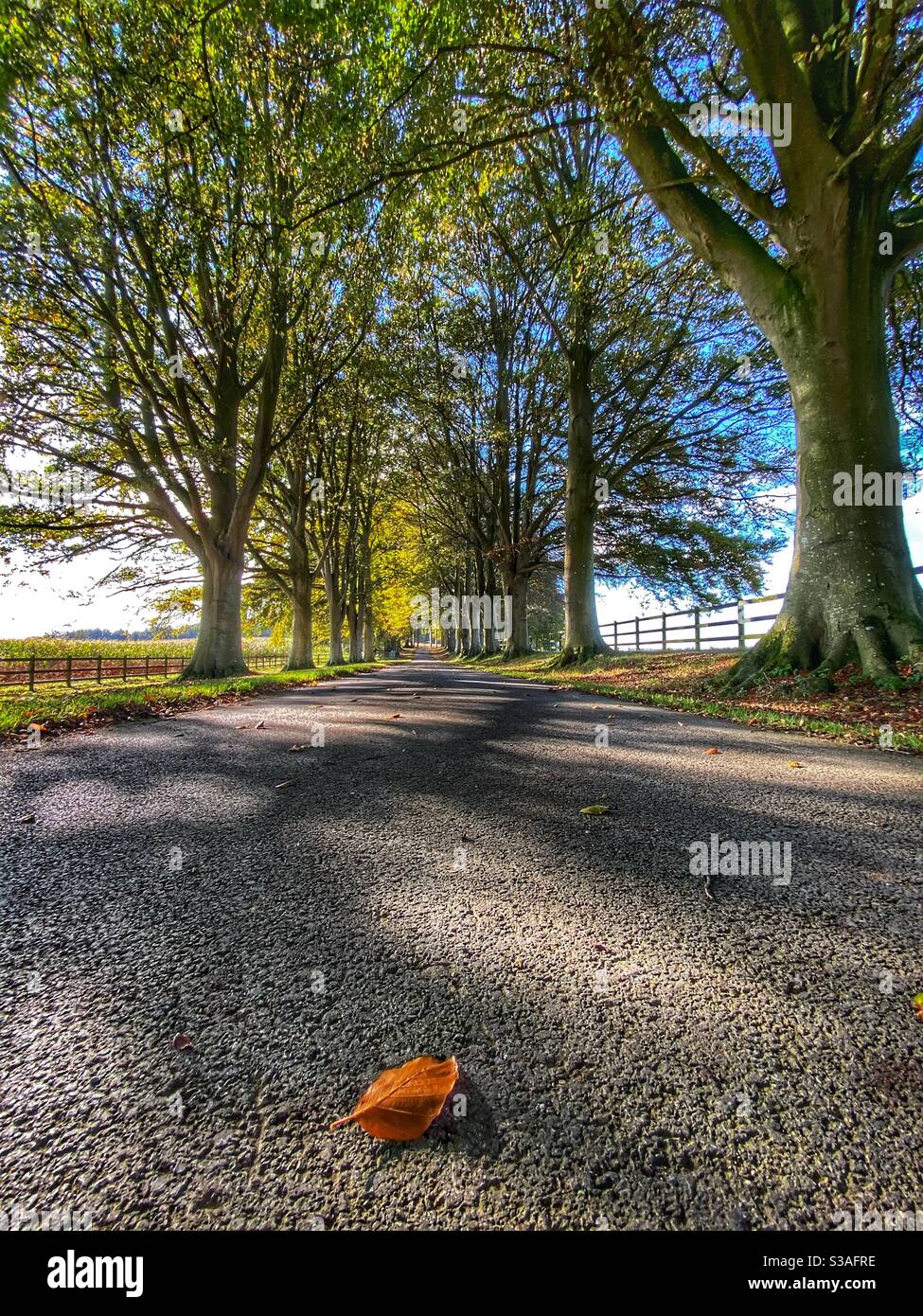 Une seule feuille d'un arbre - Image de stock capturée avec un smartphone