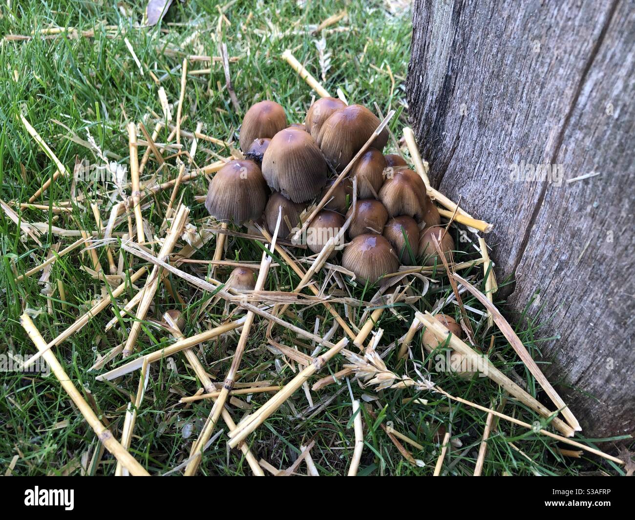 Le champignon sauvage se répand à partir de la base du poteau de clôture Banque D'Images