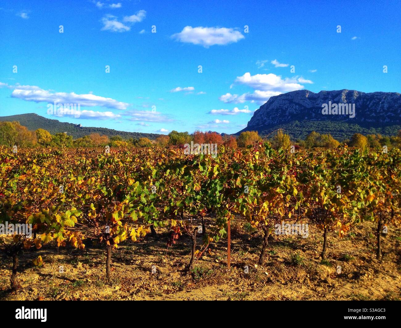 Pic vignoble St Loup en automne, Herault, Occitanie France Banque D'Images