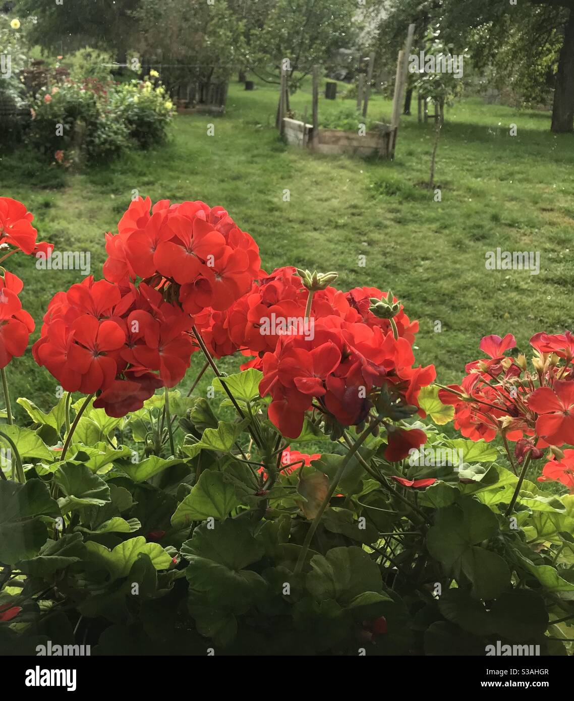 Vue de la fenêtre au jardin Banque D'Images