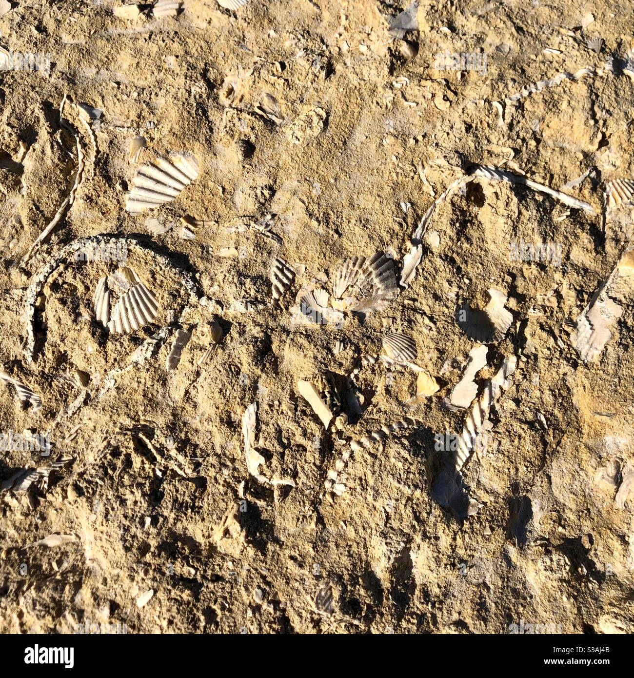 Des fossiles de coquillages Banque D'Images