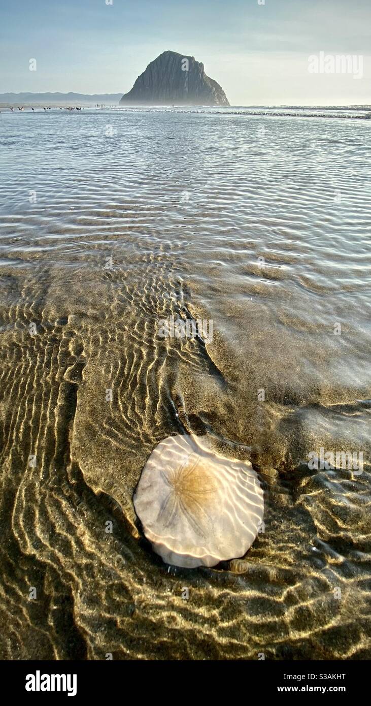 Un dollar de sable sur la plage de Morro Bay, Californie - Image de stock capturée avec un smartphone