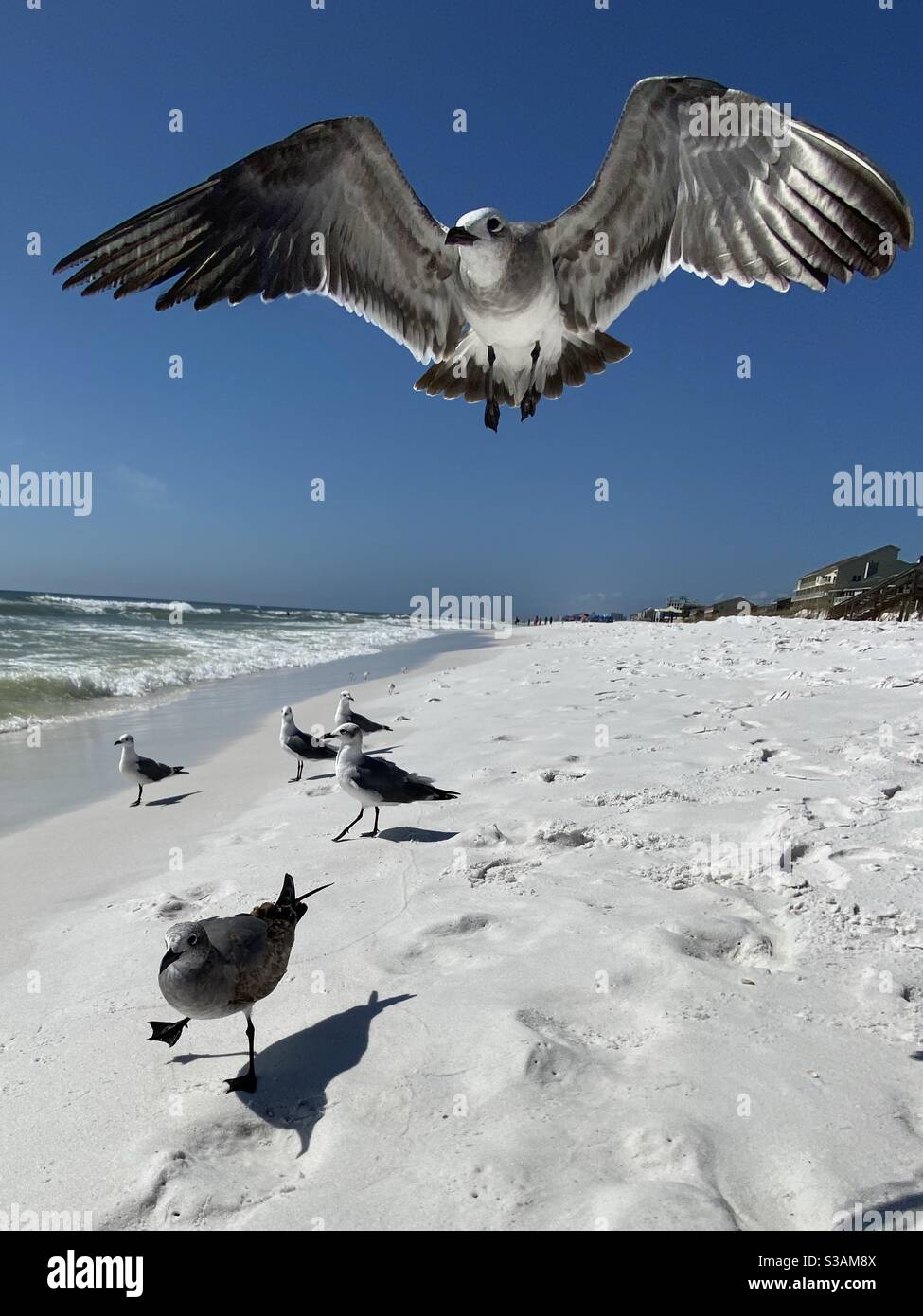 Mouette avec ailes étalées volant directement vers l'appareil photo la plage Banque D'Images