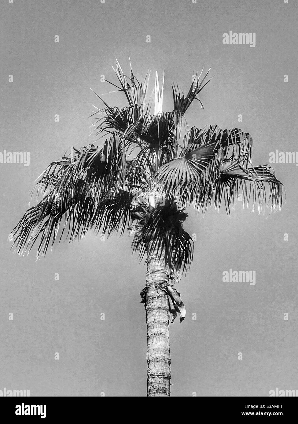 Palmiers à Phoenix Arizona Banque D'Images
