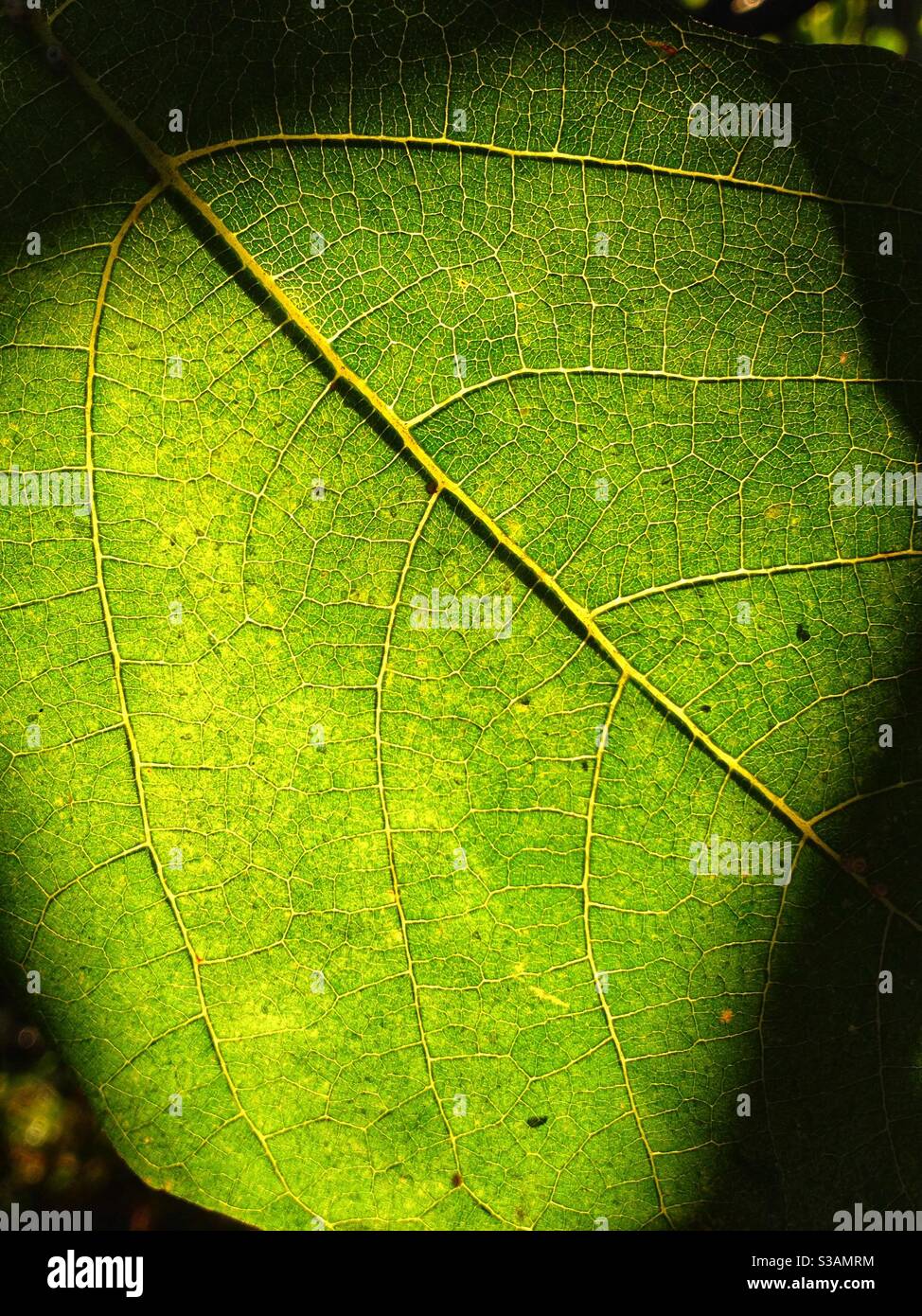 Gros plan sur une feuille de fig. en transparence Banque D'Images