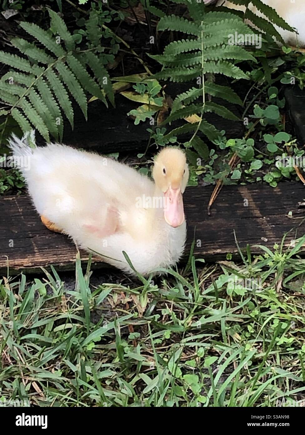 Bebe Canard Banque D Image Et Photos Alamy Bebe Canard Banque D Image Et Photos Alamy