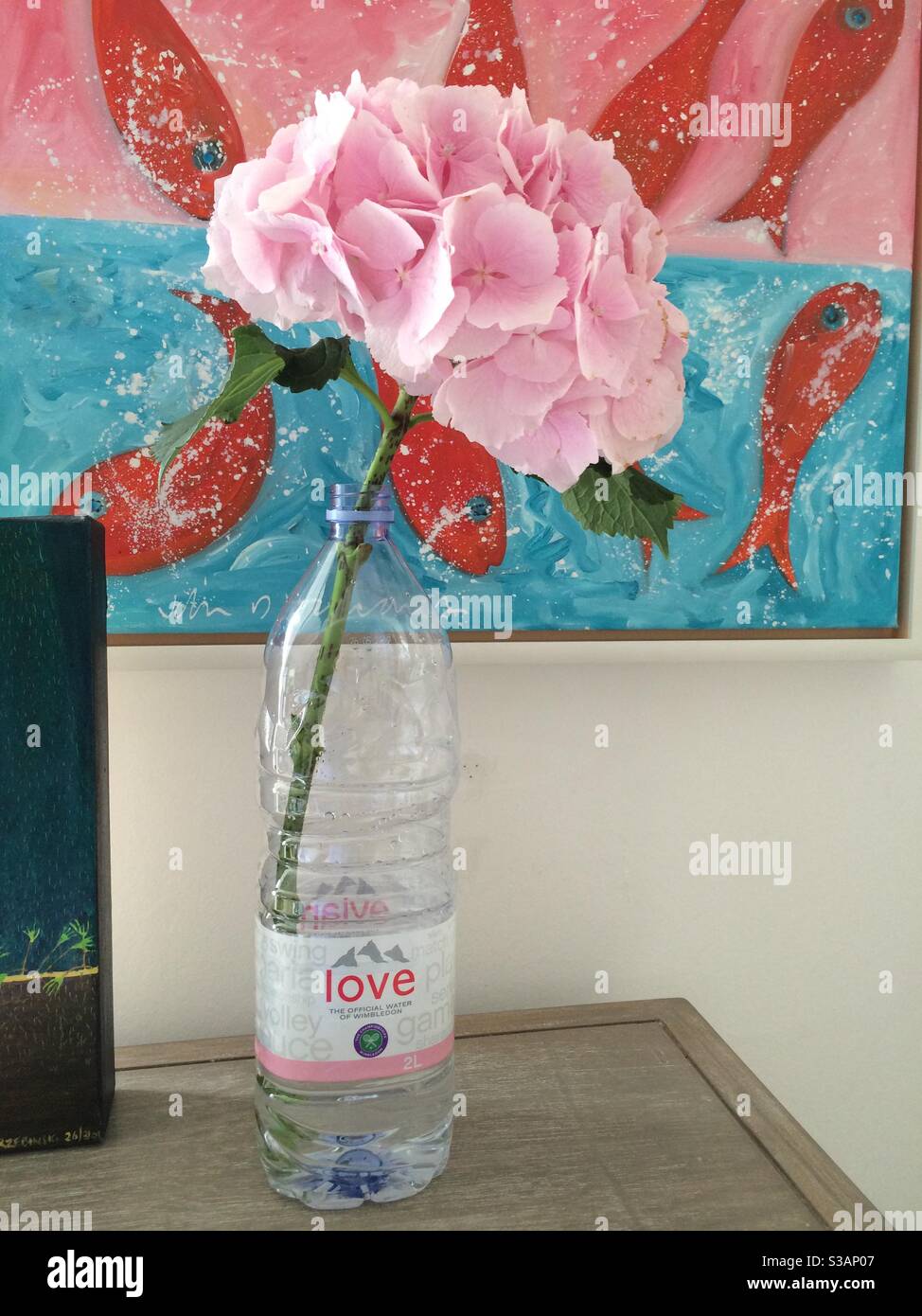 Hortensia rose à Evian Love Bottle, Londres. Banque D'Images