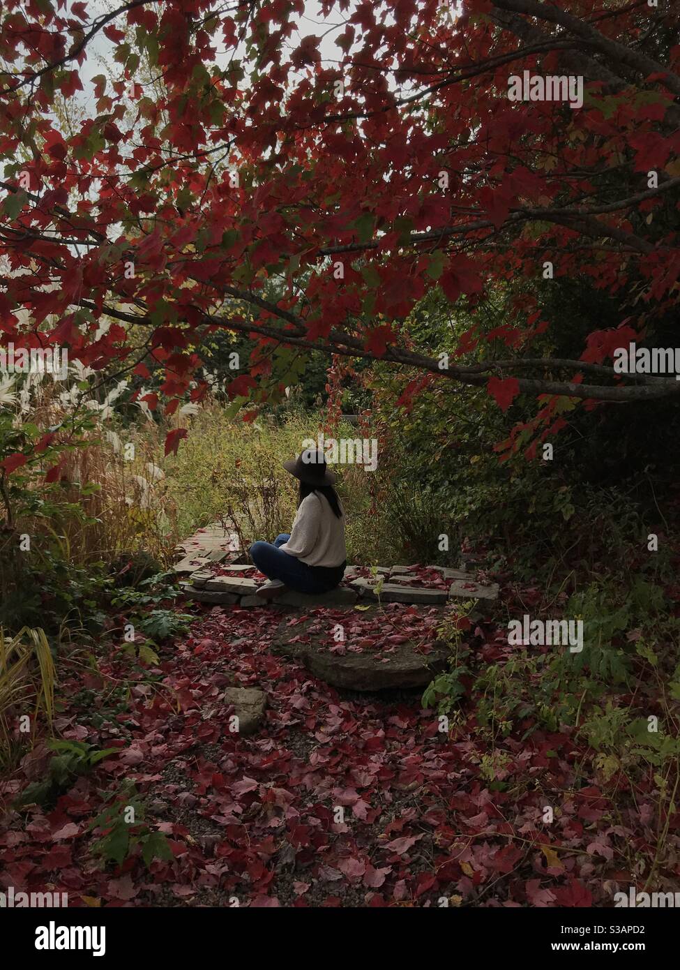 Une femme assise sous un érable canadien dans le Annapolis Valley en automne en Nouvelle-Écosse Banque D'Images