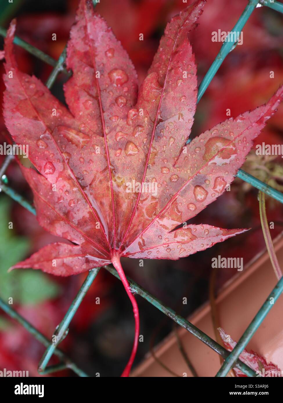 Japonais acer feuille après une douche de pluie Banque D'Images