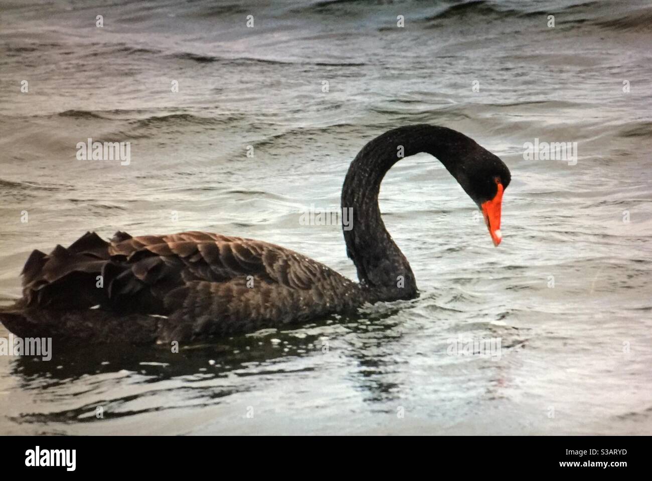 Cygne noir australien, oiseau d'eau, voyage en Australie, faune, oiseaux d'Australie - Image de stock capturée avec un smartphone
