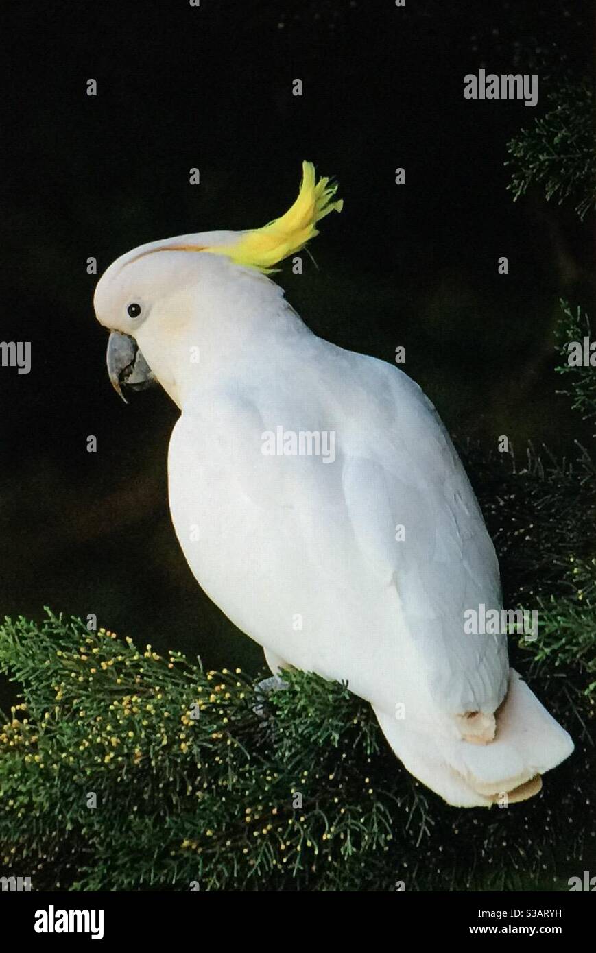 Cacatoès blanc à crête de soufre australien, voyage en Australie, faune, oiseaux d'Australie - Image de stock capturée avec un smartphone