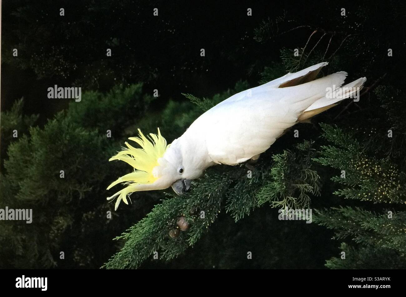 Cacatoès blanc à crête de soufre australien, voyage en Australie, faune, oiseaux d'Australie - Image de stock capturée avec un smartphone