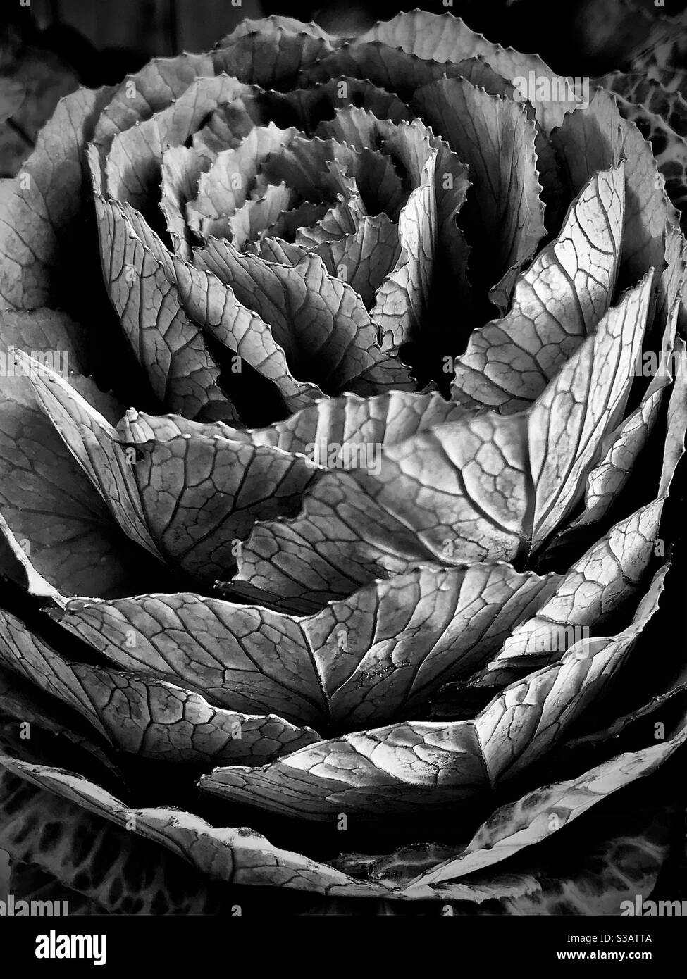 Image noire et blanche d'un chou ornemental . Banque D'Images