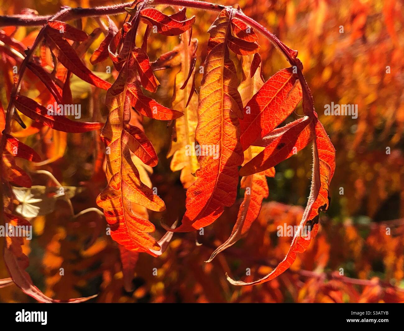 Gros plan sur le sumac en automne - Image de stock capturée avec un smartphone
