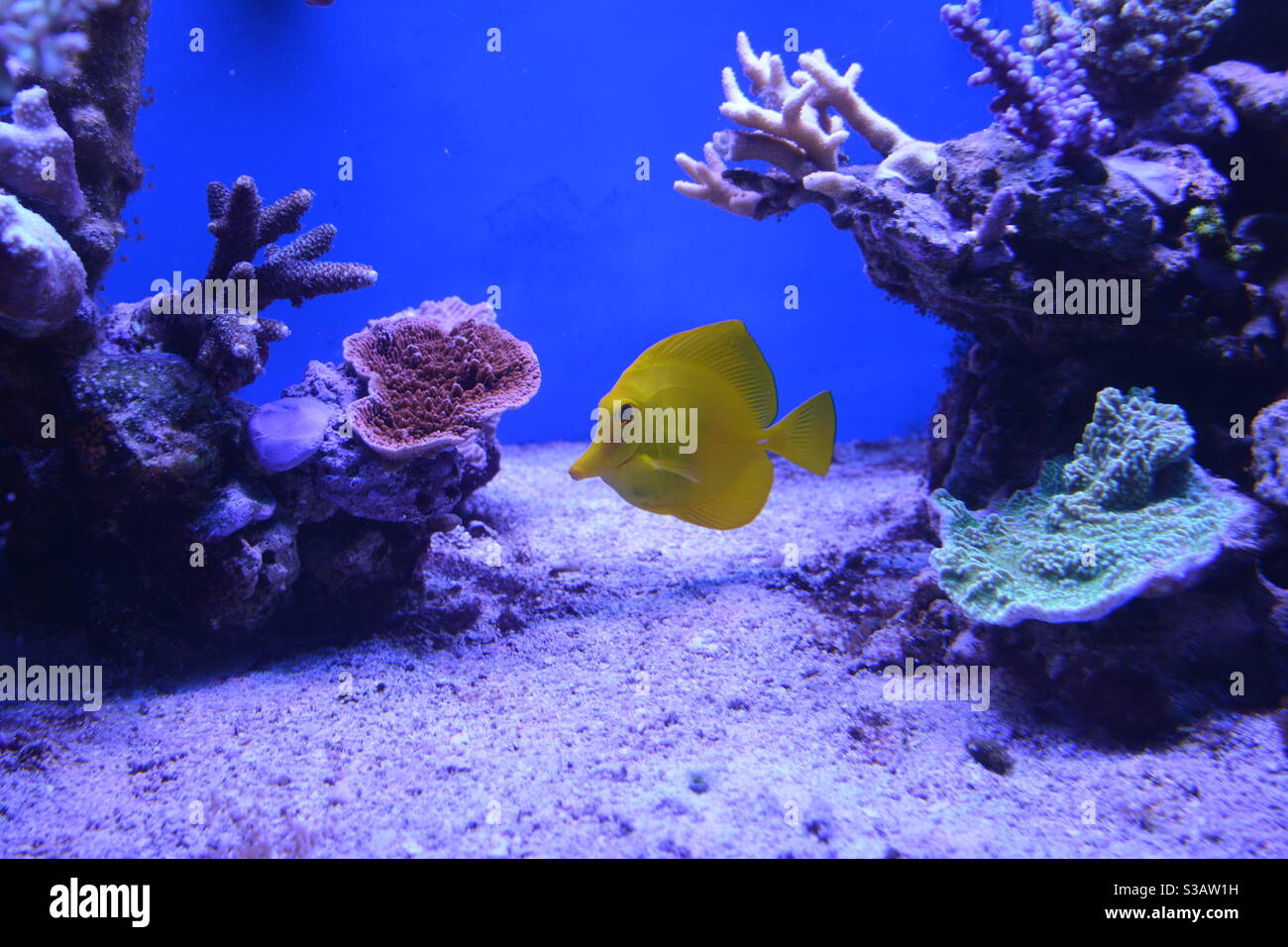 poisson jaune dans l'aquarium Banque D'Images